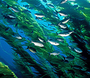 Halfmoon fish swim through a kelp forest